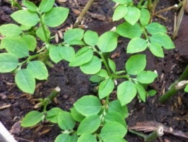 Hình ảnh minh họa việc chăm sóc rau ngót Nhật, như tưới nước, cắt tỉa cành lá